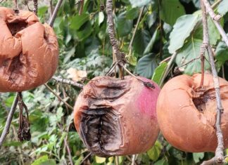 ライフ・スタイルとは「どう生きるか」だ!ジェーンのケースに学ぶ