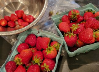 Integrity of Human Health – Real vs. Fake Strawberries